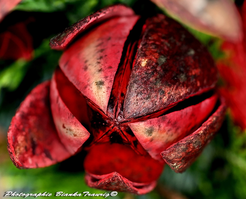 Trockenblume im Gesteck