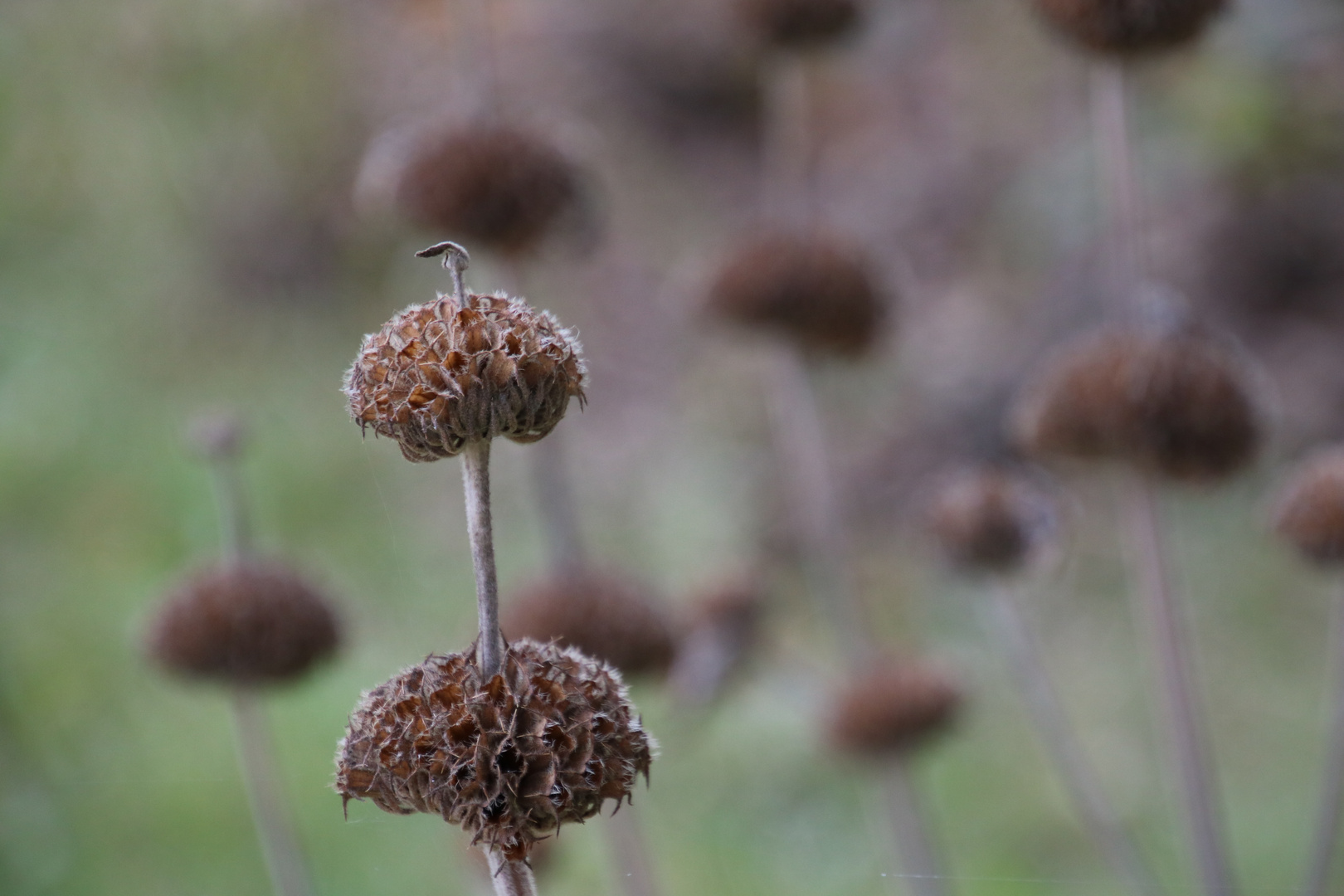 TrockenBlumen