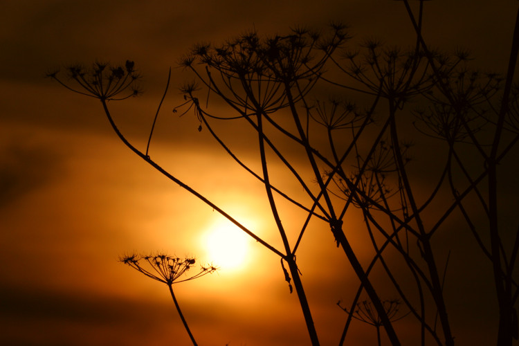 Trockenblumen