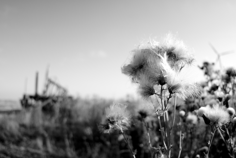 Trockenblumen!