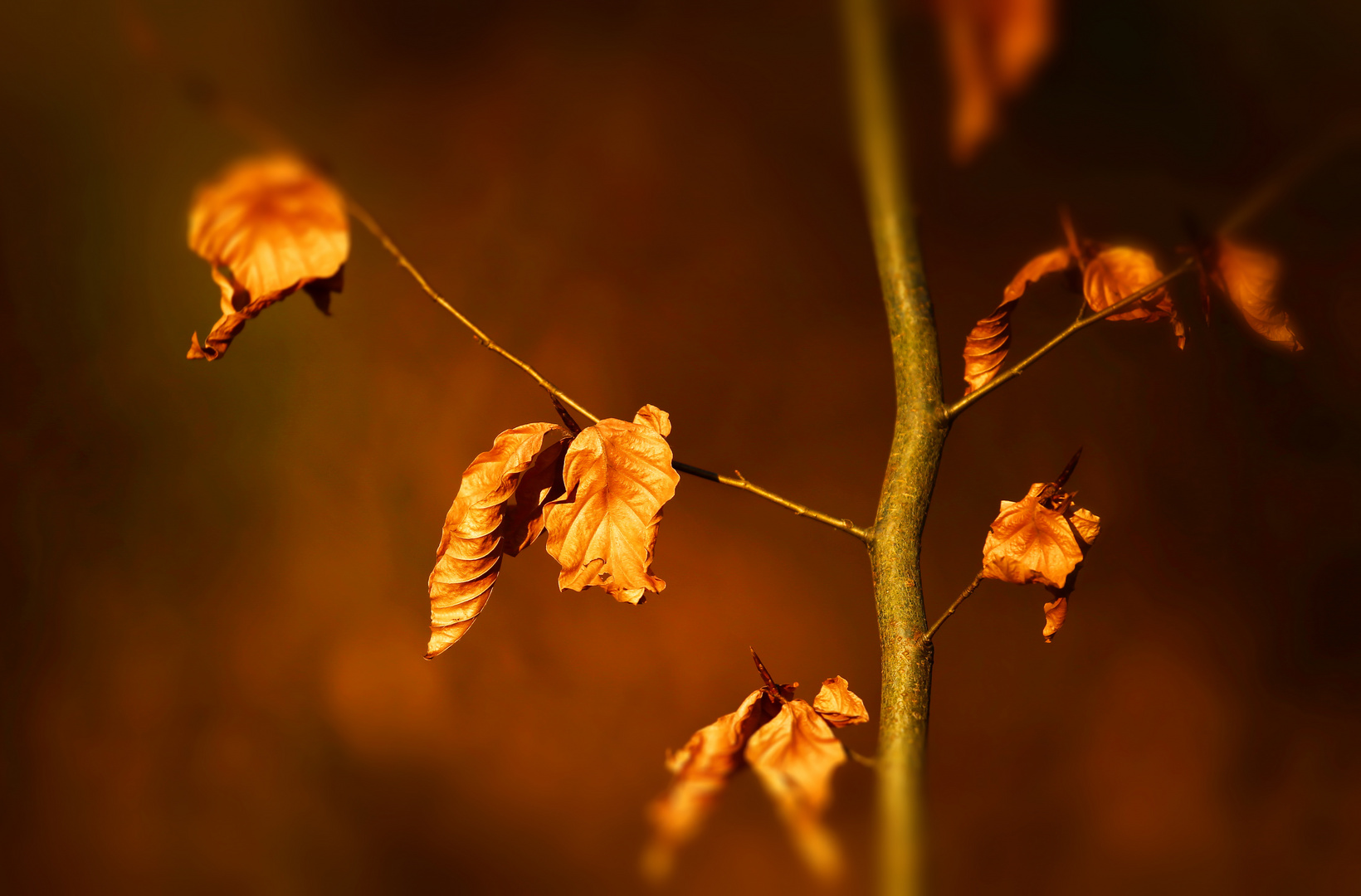 Trockene Buchenblätter in der Abendsonne