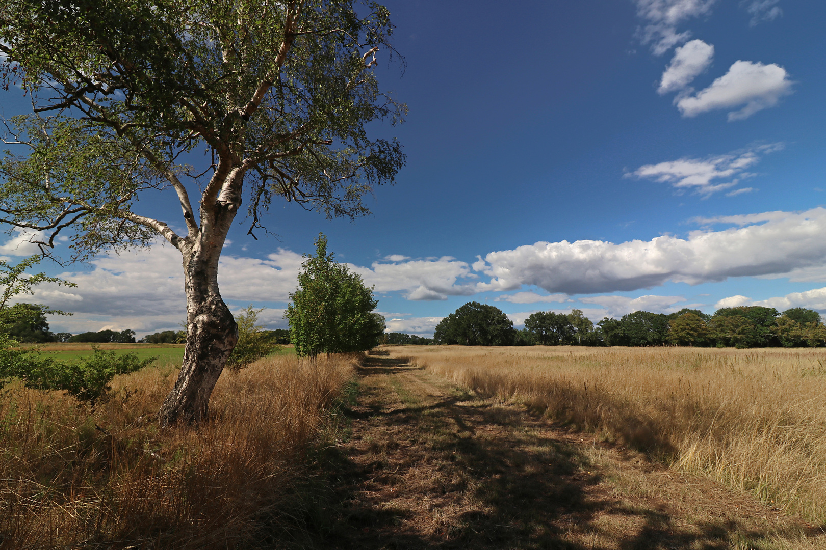 Trockene Heide Foto & Bild landschaften, sommer, blau Bilder auf