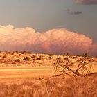 trockene kalahari