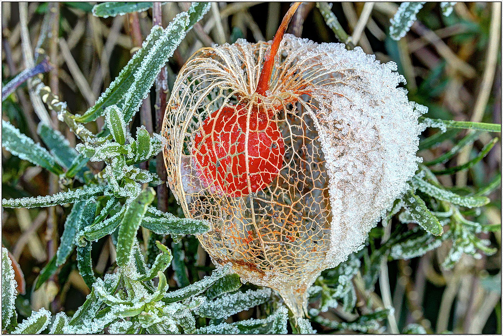 Trockene Lampionblume (Physalis alkekengi) mit Eiskristall Schmuck ; ( HDR Makro) )