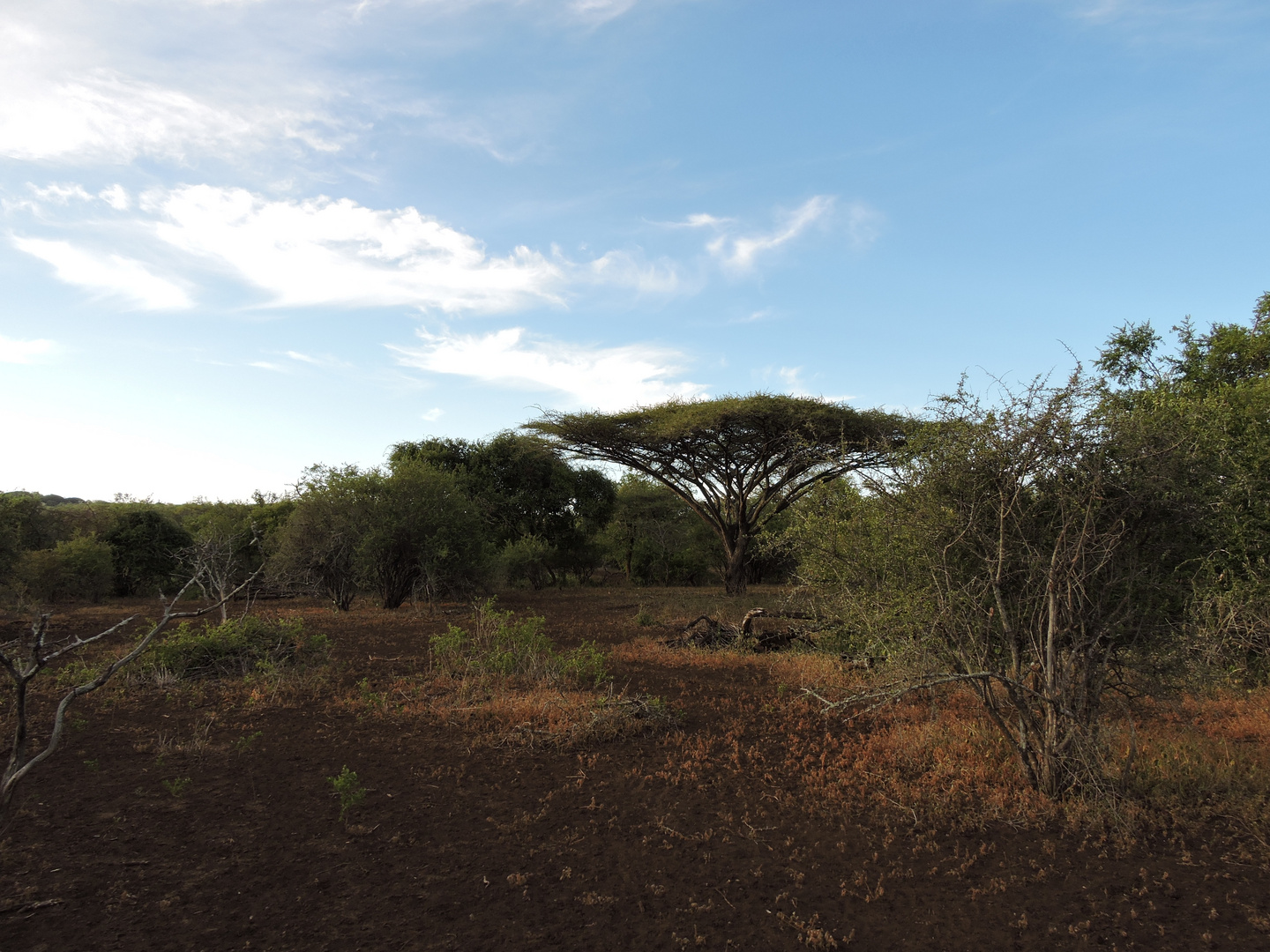 Trockene Landschaft.Es hat dort mehrere Monate lang nicht geregnet !