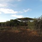 Trockene Landschaft.Es hat dort mehrere Monate lang nicht geregnet !