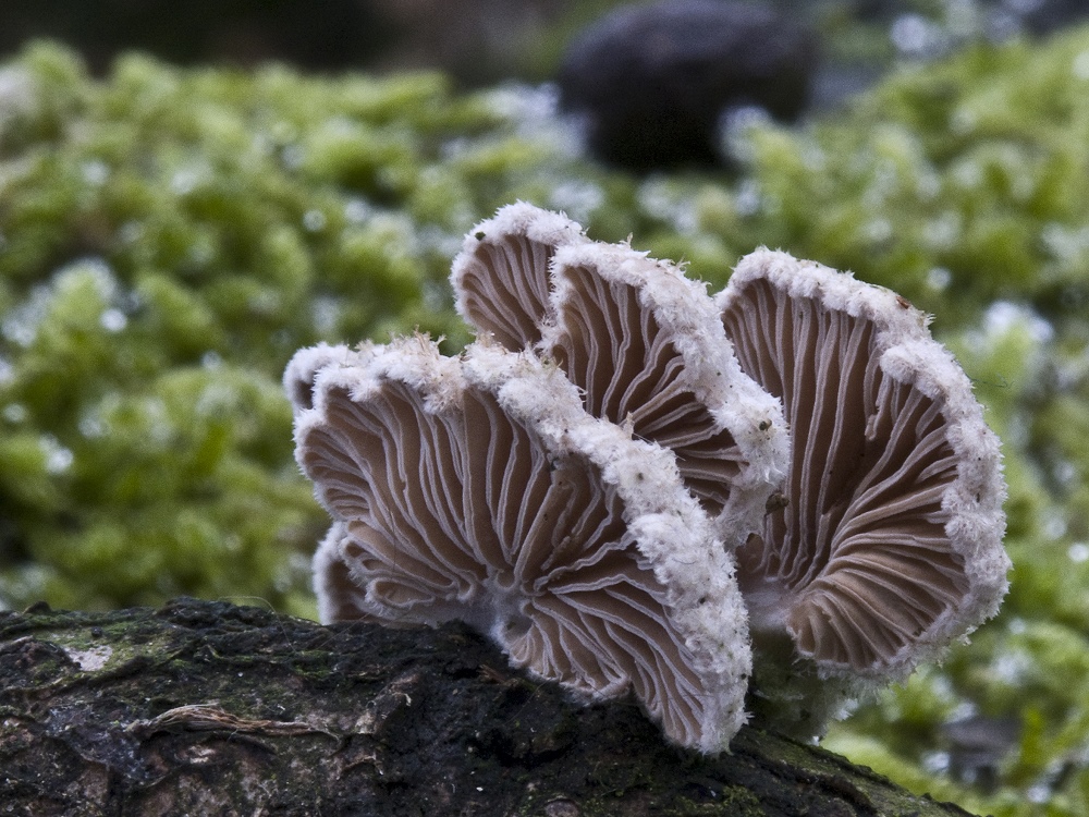 Trockene Spaltblättlinge