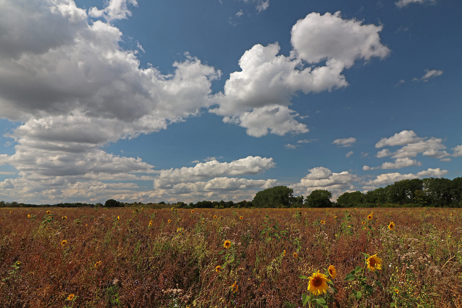 Trockene Wiese mit Sonnenblumen