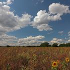 Trockene Wiese mit Sonnenblumen