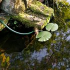 Trockener Bachlauf am kleinen Teich.