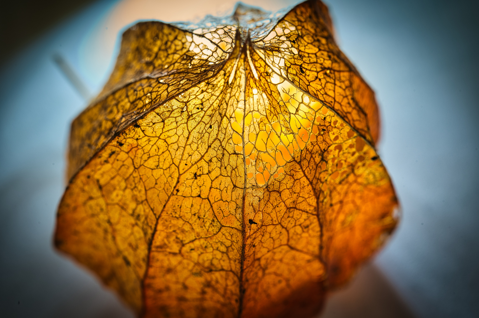 Trockener Lampion Foto & Bild pflanzen, pilze & flechten, blüten