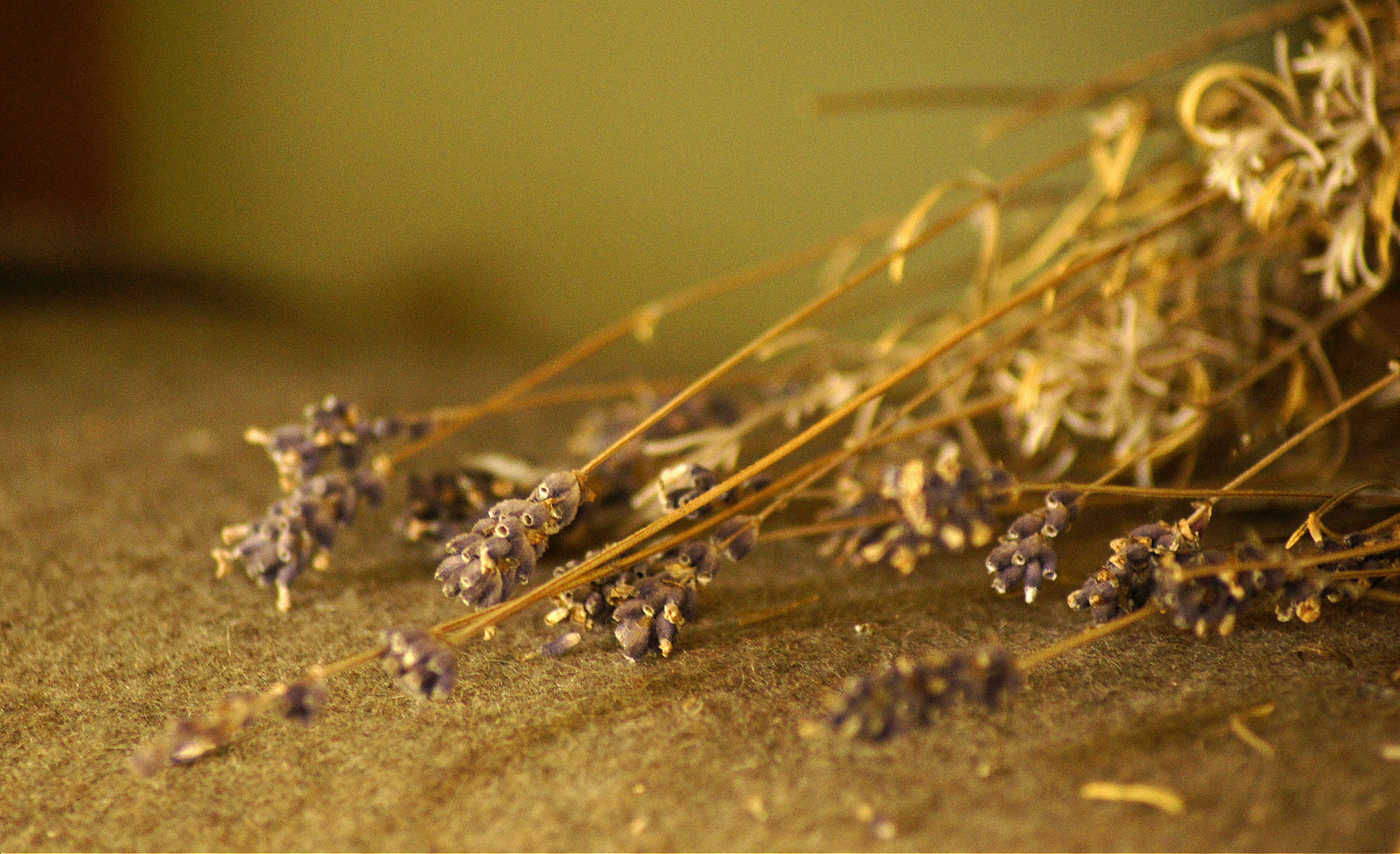 Trockener Lavendel