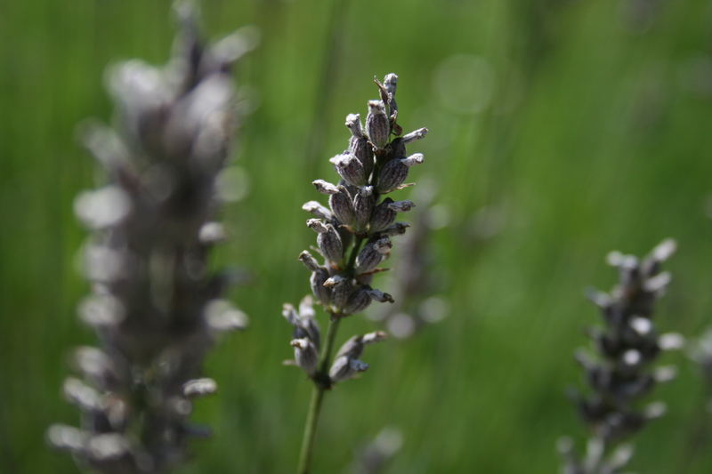 trockener Lavendel