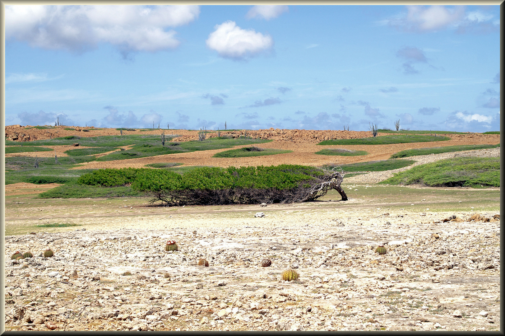 Trockener Mangrovensee (Bonaire)