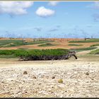 Trockener Mangrovensee (Bonaire)