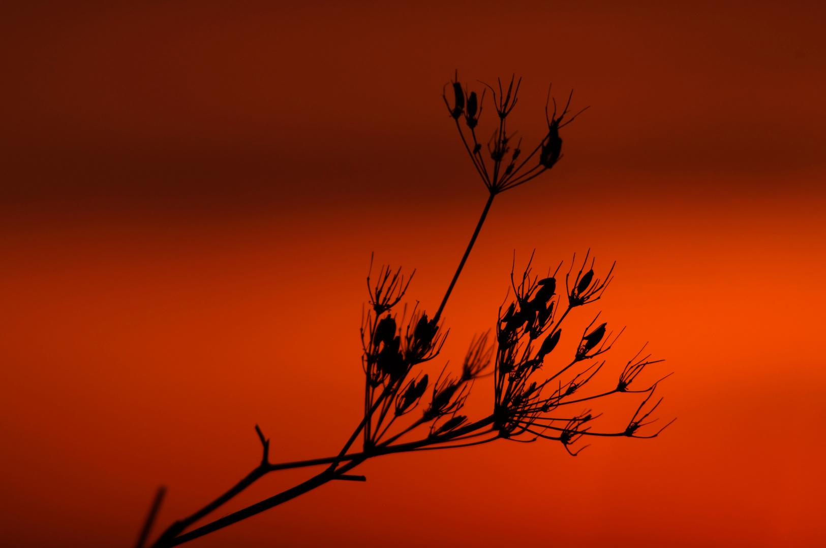 Trockener Strauch beim Sonnenuntergang.