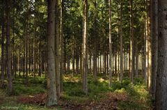 Trockener Wald. Seltenes Bild in diesem Frühjahr!