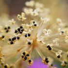 Trockener Zustand einer Zierlauchblüte