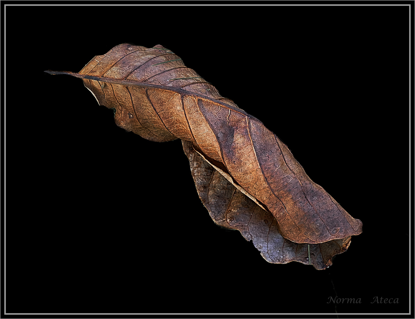 Trockenes Blatt 