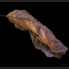 Trockenes Blatt 