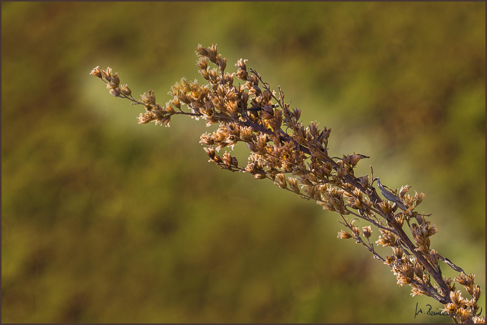 Trockenes Gras