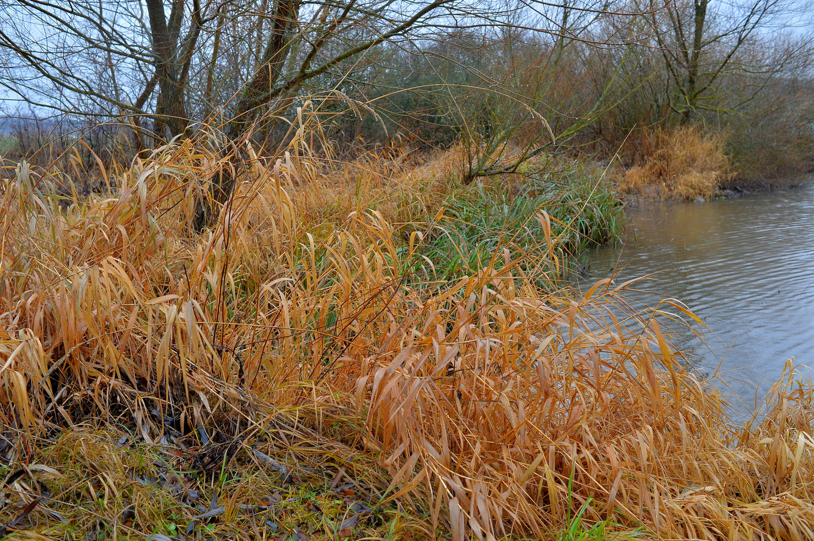 trockenes Gras am See (hierba seca)