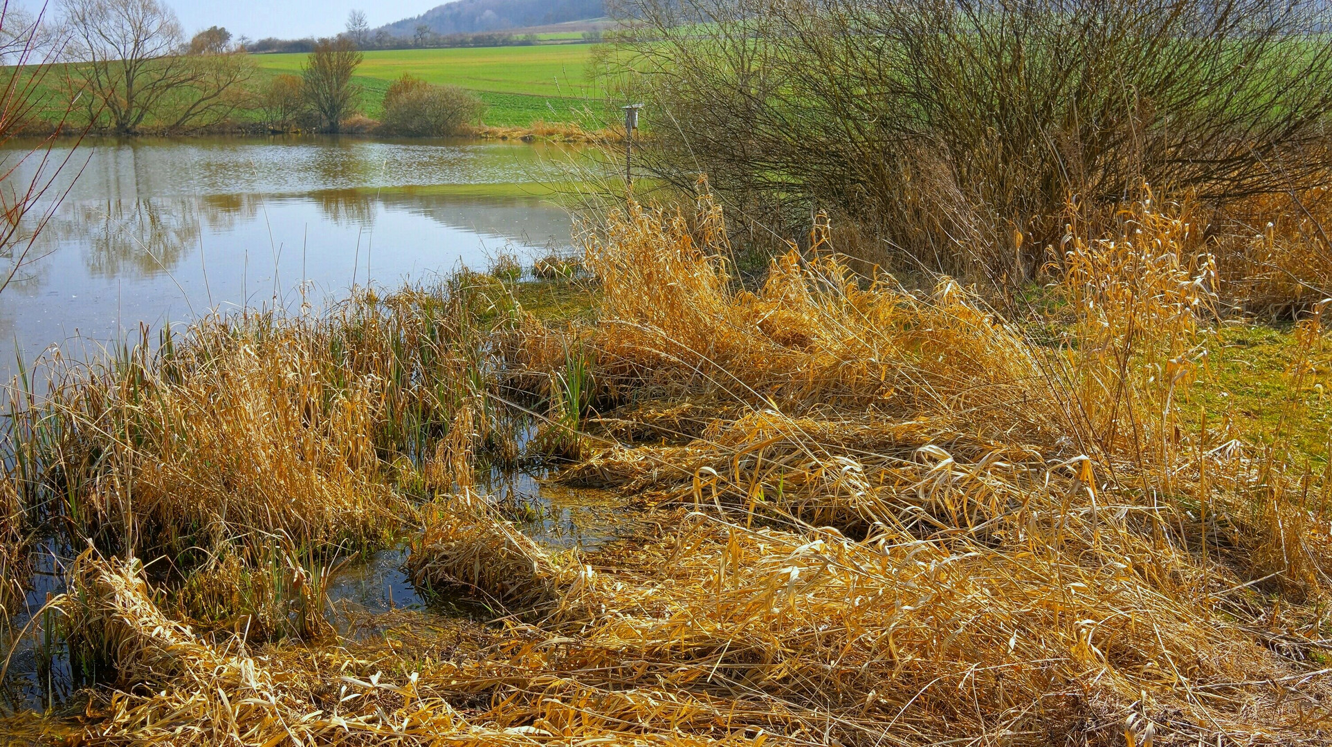 trockenes Gras am Ufer des Sees (hierba seca en el lago)