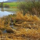 trockenes Gras am Ufer des Sees (hierba seca en el lago)