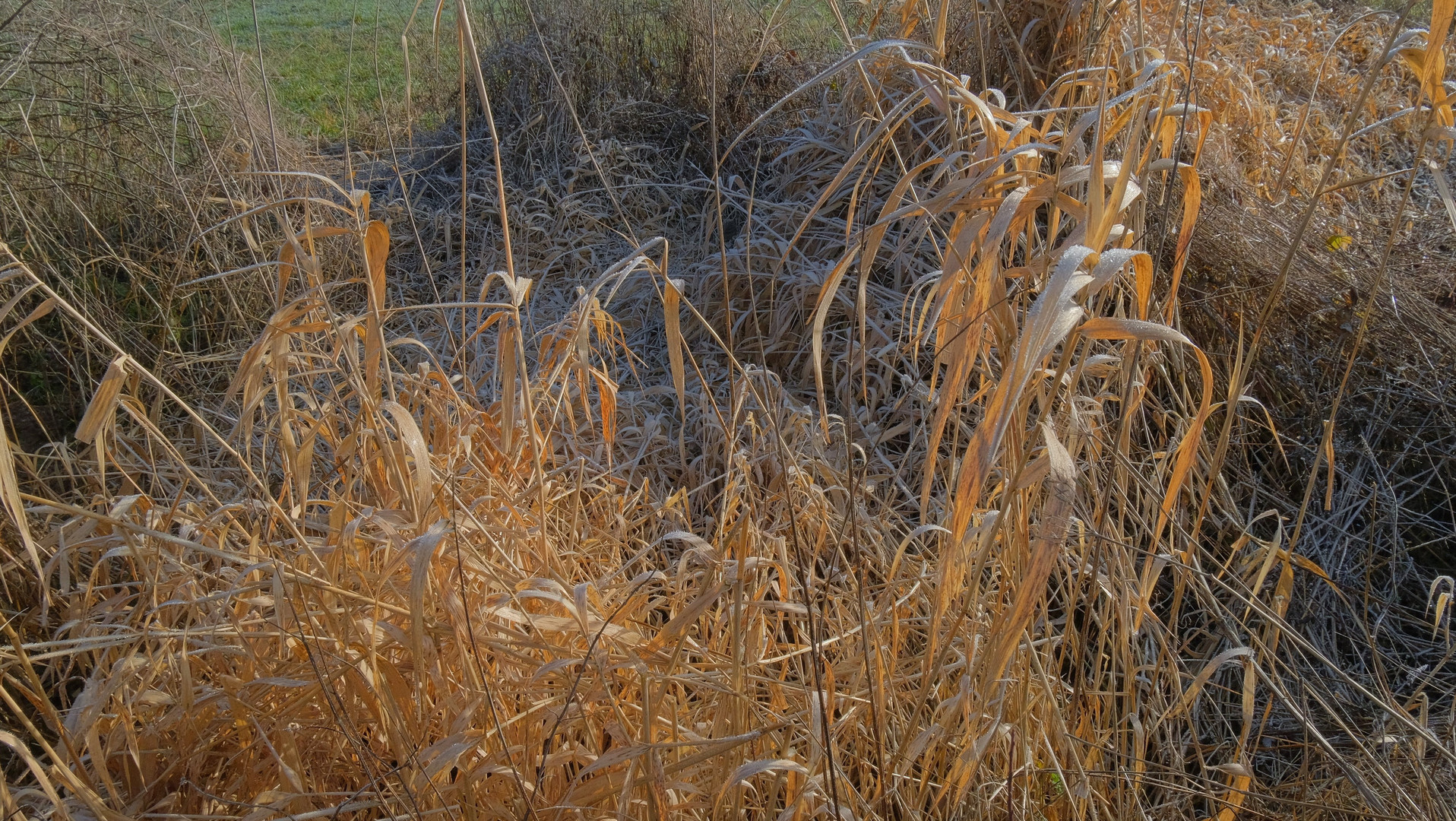 trockenes Gras (hierba seca)