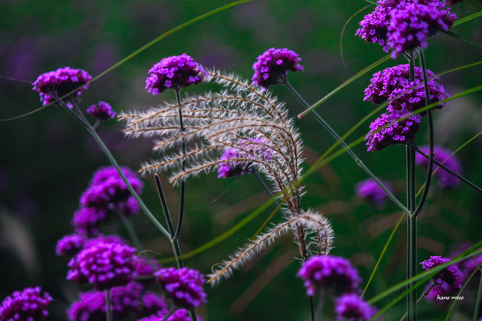 trockenes Gras zwischen den Blüten