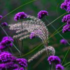 trockenes Gras zwischen den Blüten