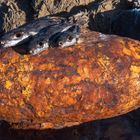 Trockenfisch im Hafen von Astypalaia