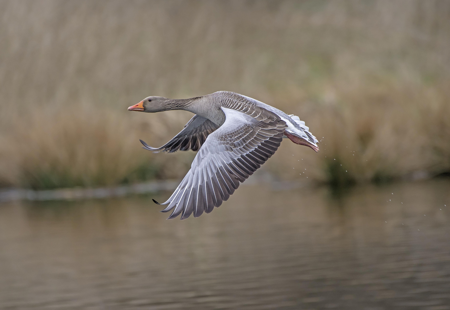 Trockenflug