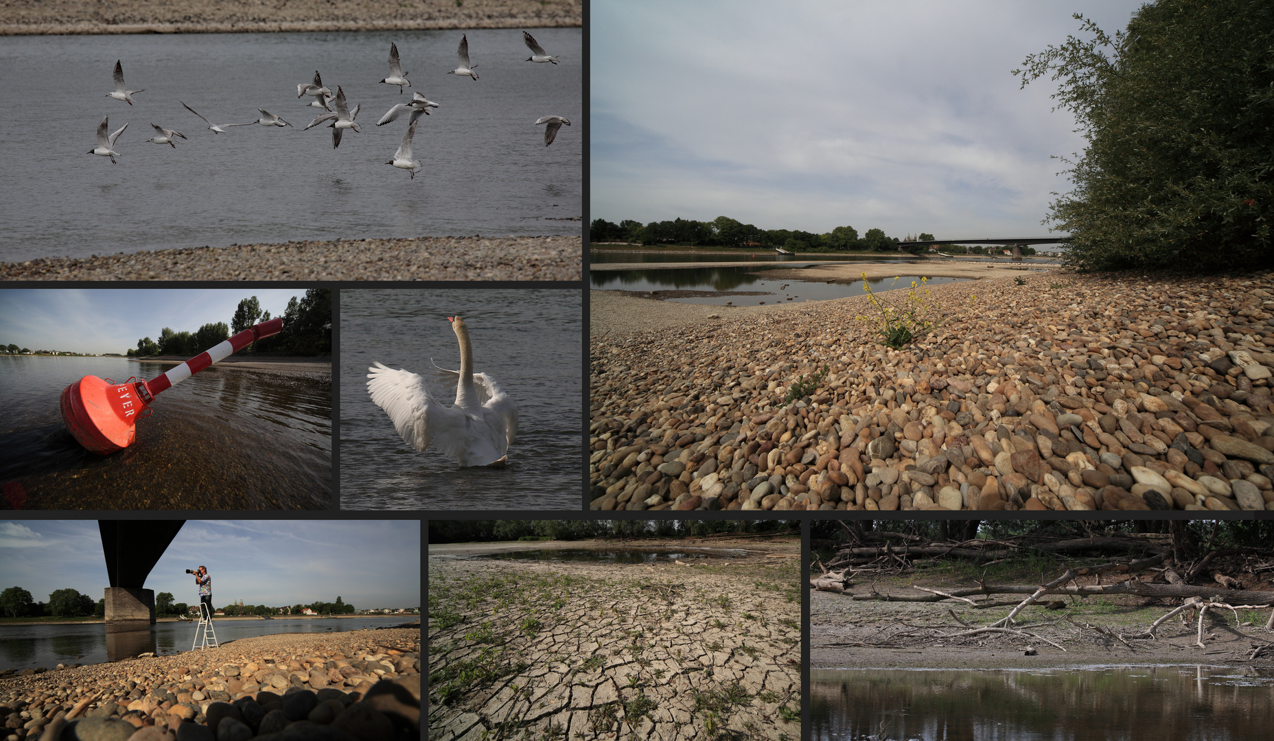 Trockenheit am Rhein