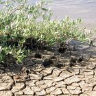 Trockenheit auf Bonaire Karibik