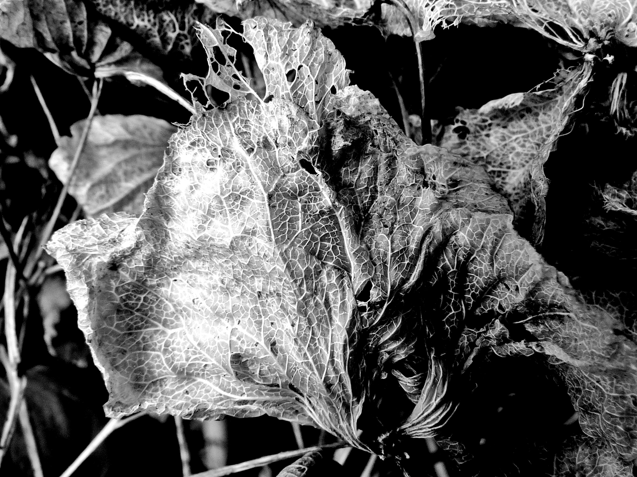 Trockenheit ...Hortensie