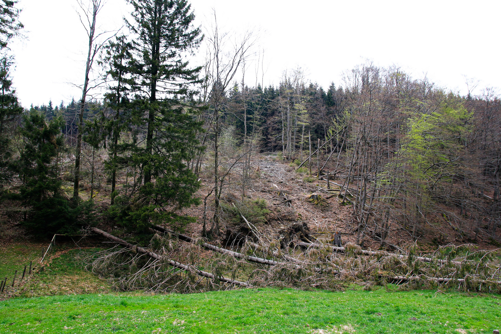 Trockenheit und Borkenkäfer_2