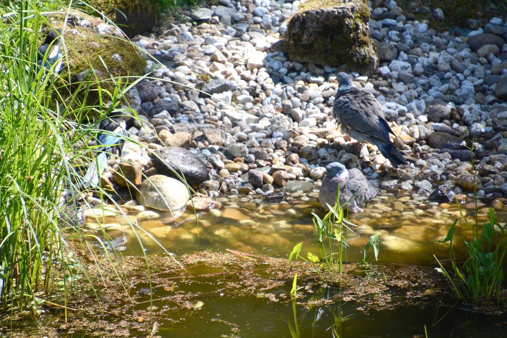 Trockenheit und Sonne:  Badebetrieb am Teich