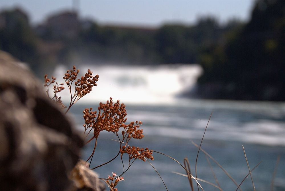 Trockenpflanzen am Rheinfall