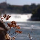 Trockenpflanzen am Rheinfall