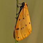 Trockenrasen-Flechtenbärchen (Setina irrorella)