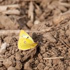 Trockenrasen-Gelbling (colias alfocariensis)