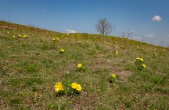 Trockenrasen im April