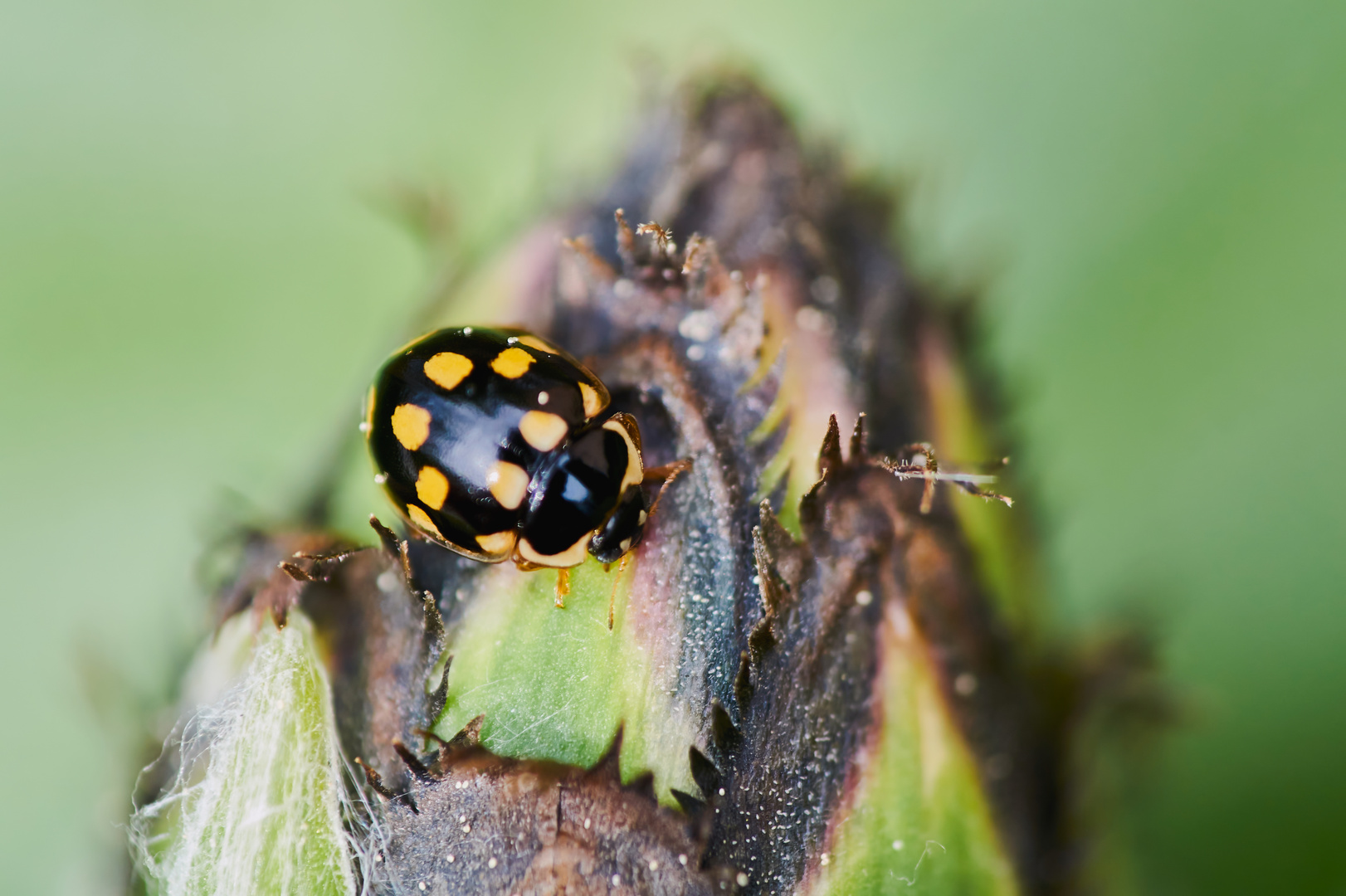 Trockenrasen-Marienkäfer (Coccinula quatuordecimpustulata)