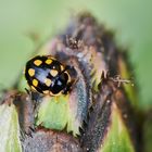 Trockenrasen-Marienkäfer (Coccinula quatuordecimpustulata)