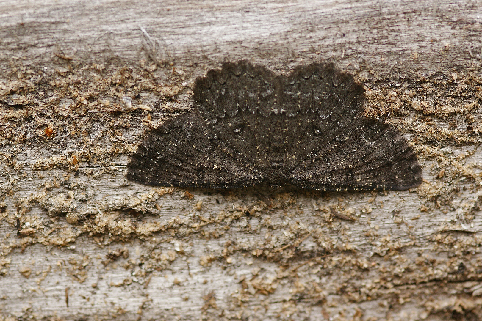 Trockenrasen-Steinspanner (Charissa obscurata)