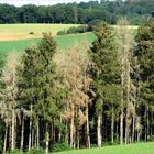 Trockenschäden sind hier deutlich sichtbar