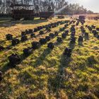 Trockenstapel in der Sonne 