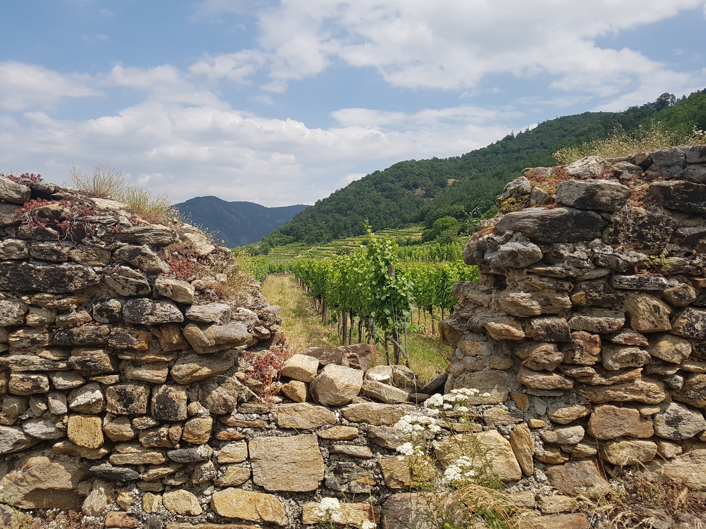 Trockensteinmauer in der Wachau