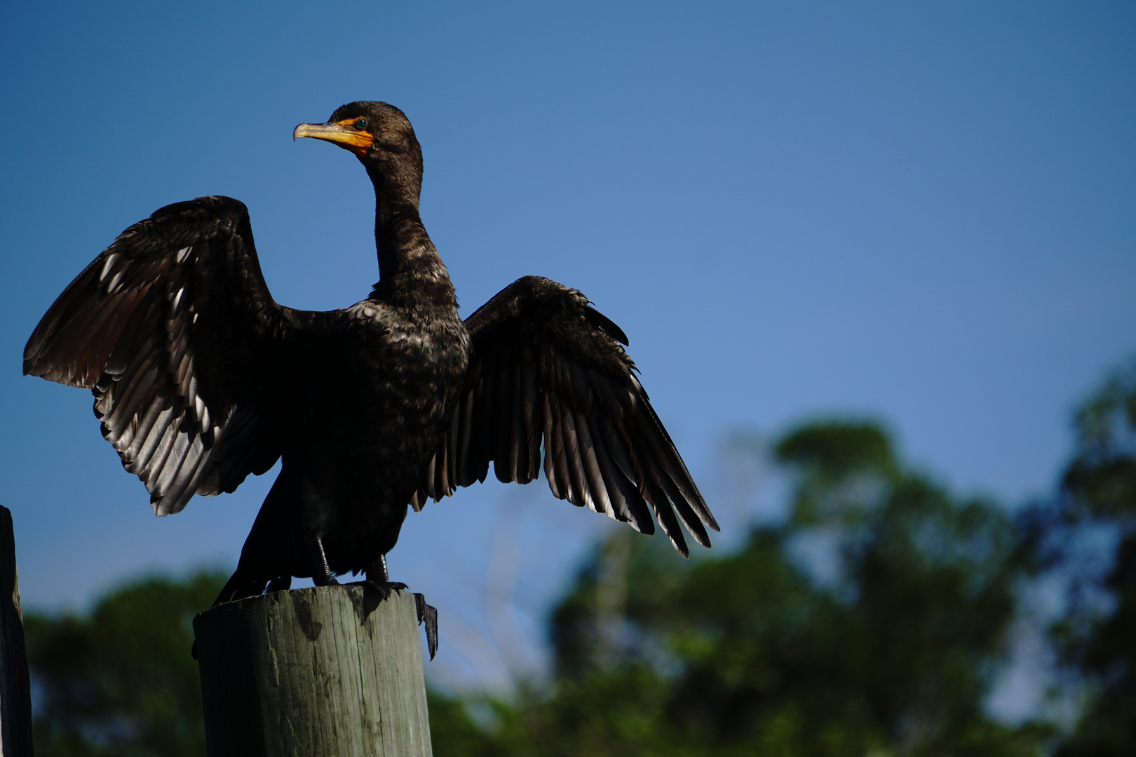 Trockenstunde des Kormorans (Florida)